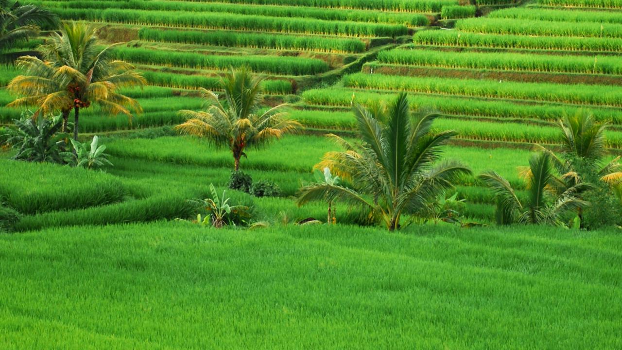Green fields image